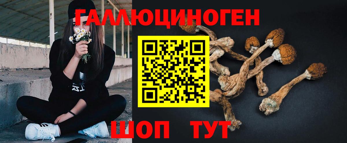 Богданович  Псилоцибиновые грибы Psilocybe  Вход с VPN  Галлюциногенные грибы мицелий 